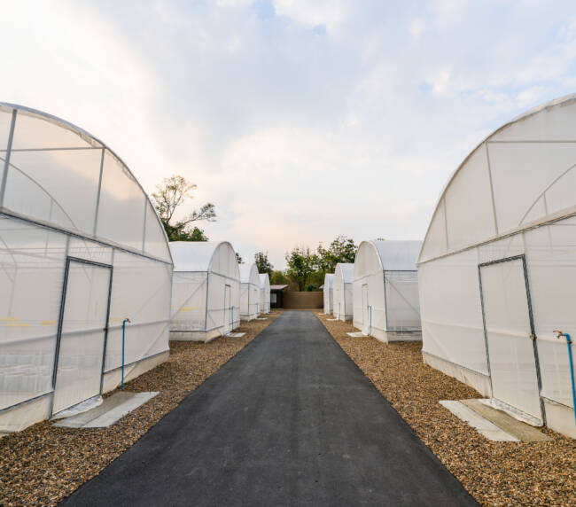 Sera Yatırımlarında Hidroponik Fide Kullanmanın Getirileri