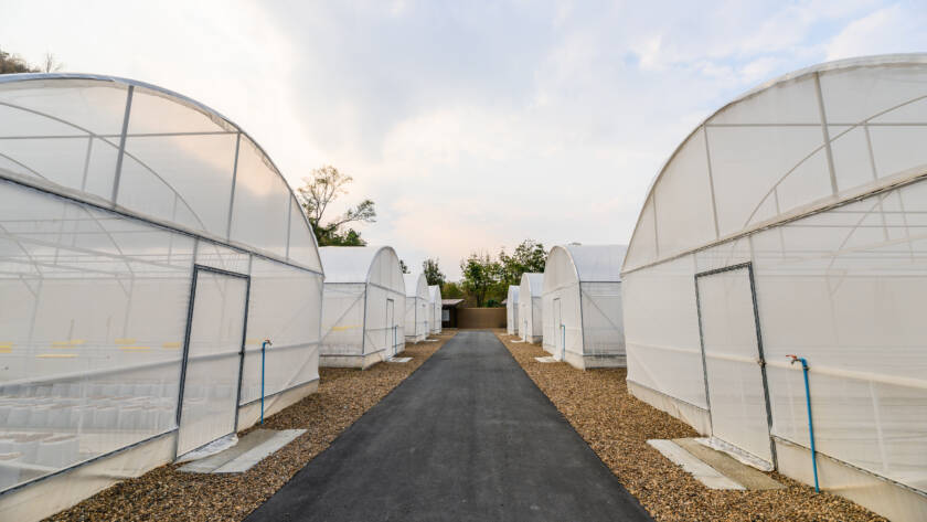 Sera Yatırımlarında Hidroponik Fide Kullanmanın Getirileri