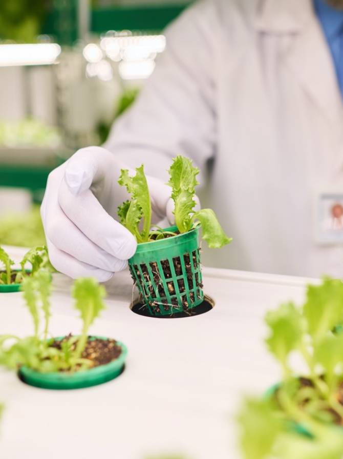 Focus on gloved hand of agronomist taking small pot with green lettuce seedling from shelf of vertical trusses before studying its characteristics